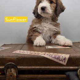 Bernedoodle and Goldendoodle Puppies from Granton Creek