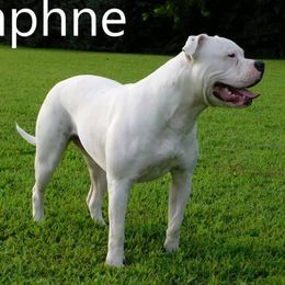 Daphne - American Bulldog