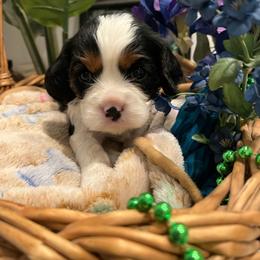 Jasper - Tri-color male Cavalier King Charles Spaniel puppy in St. George, Maine from Cloud Nine Cavaliers