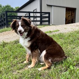 Roo - Toy Australian Shepherd