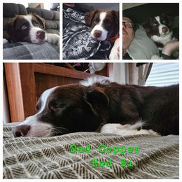 Cooper - Australian Shepherd