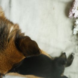 German Shepherd Puppies from Milestone GSDs