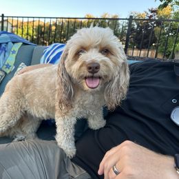 Zuri - Aussiedoodle