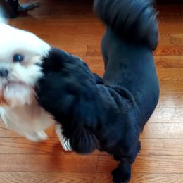 Shih Tzu Puppies from N.F.S.T Imperial ShihTzu Puppies.