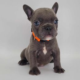 Boy 4 - Blue French Bulldog puppy in Puyallup, Washington from Ohana Bulldogs PNW