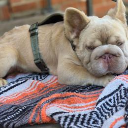 SIMBA - White and fawn male French Bulldog puppy in Miami, Oklahoma from Destiny Jones