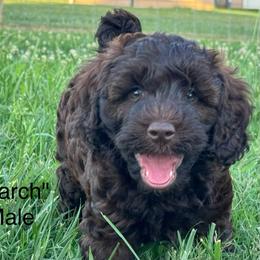March - Chocolate male Goldendoodle puppy in Afton, Oklahoma from C5 Doodles