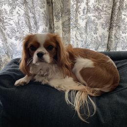 Dash - Cavalier King Charles Spaniel