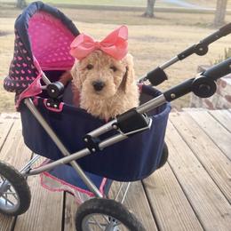 Sweet Pea - Apricot female Goldendoodle puppy in Social Circle, Georgia from Poppiedoodle Farms