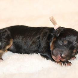 Peach collar girl - Phantom female Poodle puppy in Eagle Mountain, Utah from Liberty Farms Puppies