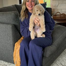 Prince Phillip - Brown male Bernedoodle puppy in Yuba City, California from Ranch House Doodles