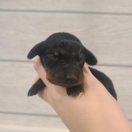 Egg - Black and tan male Dachshund puppy in Okeechobee, Florida from Far Far Away Dachshunds