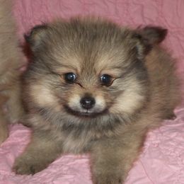 Pomeranians from Dolls of Satin Poms