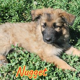 Boy 3 - German Shepherd puppy in Bozeman, Montana from Scenic View Ranch Shepherds