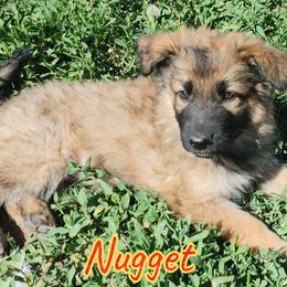 Boy 3 - German Shepherd puppy in Bozeman, Montana from Scenic View Ranch Shepherds