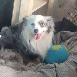 Bubba - Toy Australian Shepherd