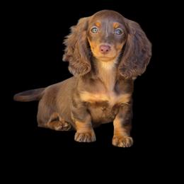 Alice - Alice in Wonderland Theme Litter. - Chocolate and tan female Dachshund puppy in Woodland, Washington from SJs Dachshunds