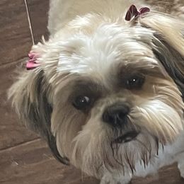 Shih Tzus from Myers Country Pups