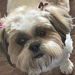 Shih Tzus from Myers Country Pups