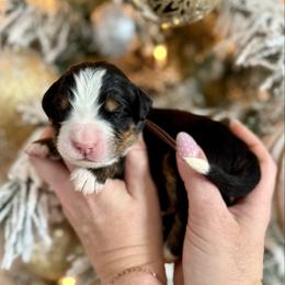 Brown collar - Black rust and white male Bernese Mountain Dog puppy in Altura, Minnesota from Bluffside Berners