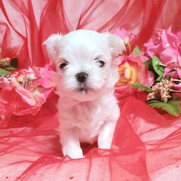 Boy 1 - White male Maltese puppy in Fresno, California from Soua's Pups