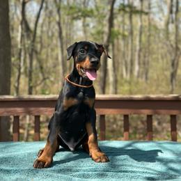 Black boy - Orange collar - Black and rust male Doberman Pinscher puppy in Old Bridge, New Jersey from Wizard Ost Revolution kennel