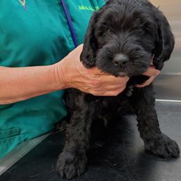 Double Doodle Puppies from Dog Paw Doodles