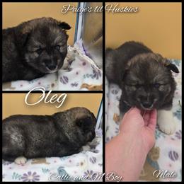 Oleg - Agouti and white male Siberian Husky puppy in Bloomfield, Indiana from Paiges lil huskies