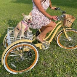 Peanut - French Bulldog
