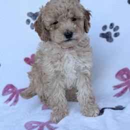 Lila - Apricot female Poodle puppy in Readfield, Maine from Falling Star Poodles