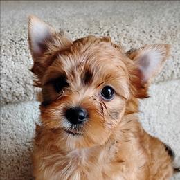Flora - Red female Havanese puppy in Kinston, North Carolina from Court Jester Havanese and Prissy Diva Russian Salon Dogs