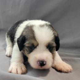 Cindy - Black tri-color female Assorted Doodle Crosses puppy in Blackfoot, Idaho from Lucky Pup Meadows