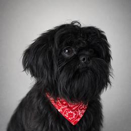 BlackBerry - Shih Tzu