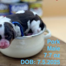 Boy 2 - Chocolate male Cavalier King Charles Spaniel puppy in Bainbridge, New York from M & M Cavaliers