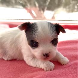 Gia - Parti female Yorkshire Terrier puppy in Nesbit, Mississippi from Bluff City Yorkies