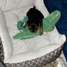 Morkie and Yorkshire Terrier Puppies from Kashari Buggs