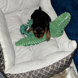 Morkie and Yorkshire Terrier Puppies from Kashari Buggs