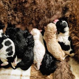 Goldendoodle Puppies from Ninnie's Doodles