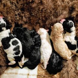 Goldendoodle Puppies from Ninnie's Doodles