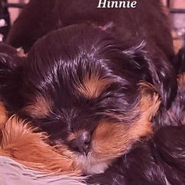 Hinnie - Black and tan female Cavalier King Charles Spaniel puppy in Winthrop, New York from McMahon's Cavalier King Charles Spaniels