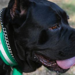 Cane Corso from Dolce Luna Corsos