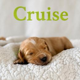 Cruise - Dark golden male Golden Retriever puppy in San Bernardino, California from Thegoldendreams1