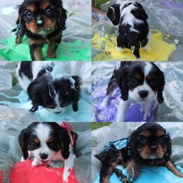 Cavalier King Charles Spaniel Puppies from Colorful Cavaliers