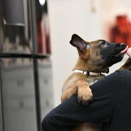 Bash - Fawn Belgian Malinois puppy in Dade City, Florida from Vom Chircop Malinois