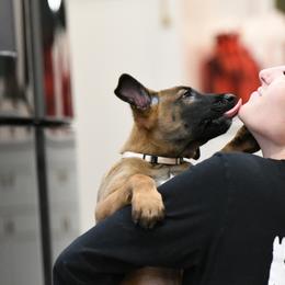 Bash - Fawn Belgian Malinois puppy in Dade City, Florida from Vom Chircop Malinois