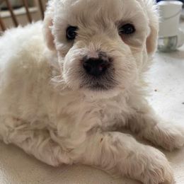 Puppy - White female Bichon Frise puppy in Greenville, South Carolina from Almaza Bichons