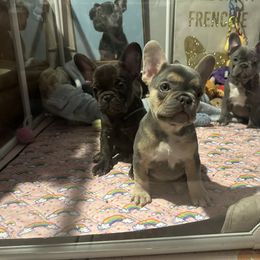 French Bulldog Puppies from Fancy Frenchies