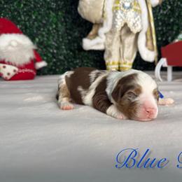 Boy 3 - Merle male Bernedoodle puppy in Modesto, California from Two Doods Doodles