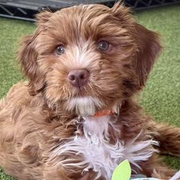 Australian Labradoodle puppies from Napa Valley Australian Labradoodles