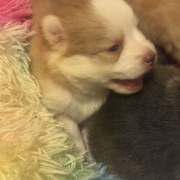 Coco - Chocolate female Pomsky puppy in Magnolia, Texas from Solace Shelties and Pomskies